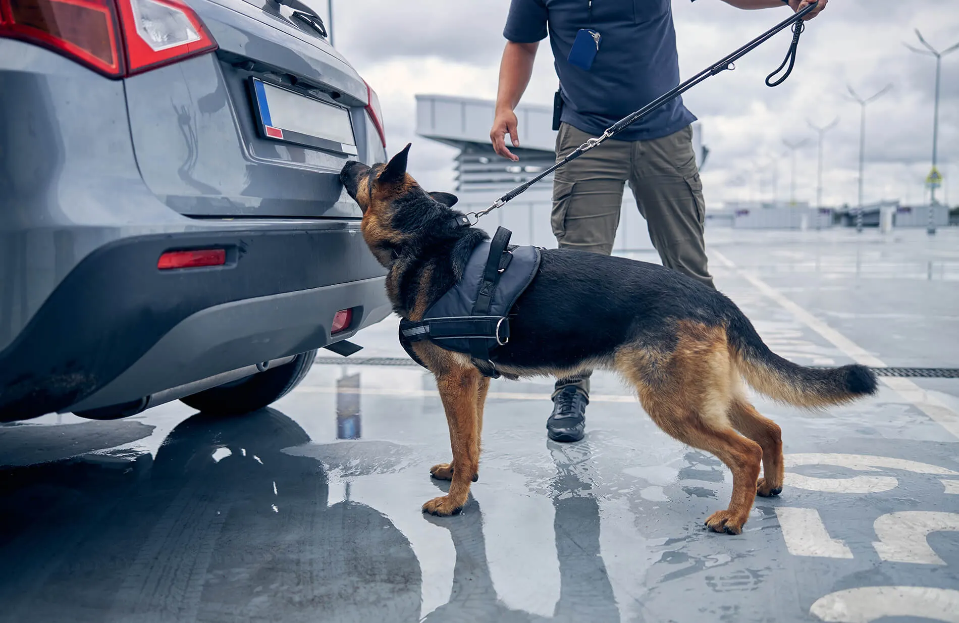 Security dog searching around a parked car on a lead held by its handler