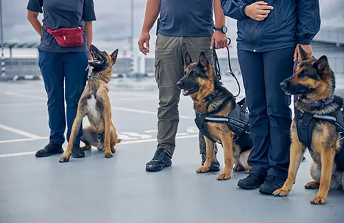 Three dog handlers standing with German Shepherd security dogs